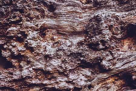 bark, tree, wood, trunk