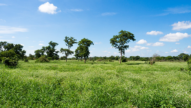 landskap, stora, grön, Sky, blå, träd, Sydafrika