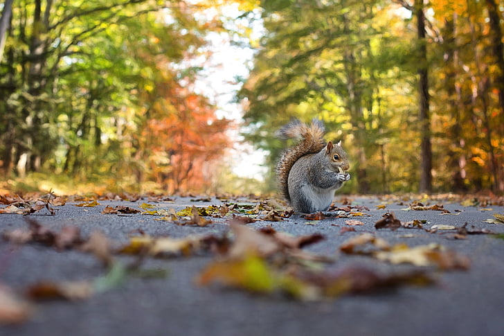 scoiattolo, caduta, autunno, natura, animale, selvaggio, Parco
