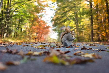 vjeverica, jesen, jesen, priroda, životinja, divlje, parka