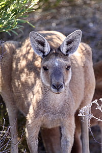 kangaroo, australia, animal, nature, wildlife, marsupial, tourism