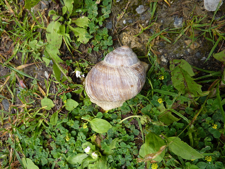 snail, animal, nature, shell, animals, slowly, animal Shell