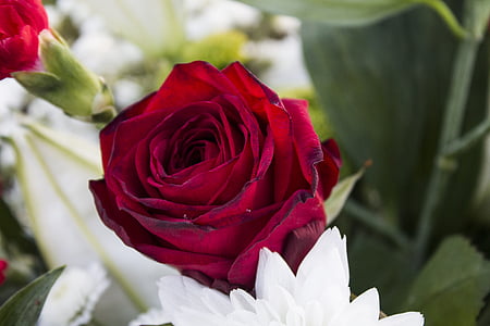 χλωρίδα, λουλούδια, Αγάπη, φύση, κόκκινο, τριαντάφυλλο, ημέρα του Αγίου Βαλεντίνου