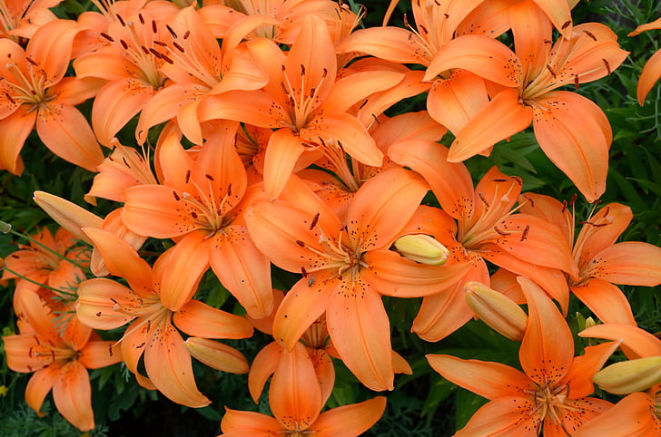 Lily, Hoa, màu da cam, bông hoa đẹp, dacha, hoa mùa hè