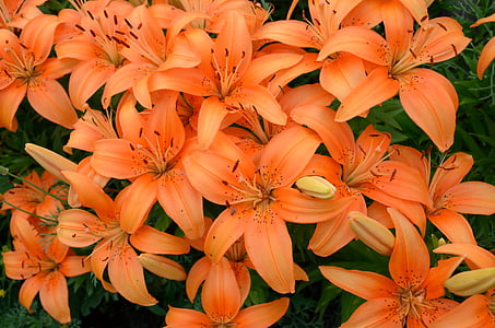 Lily, fleurs, orange, belle fleur, datcha, fleurs d’été