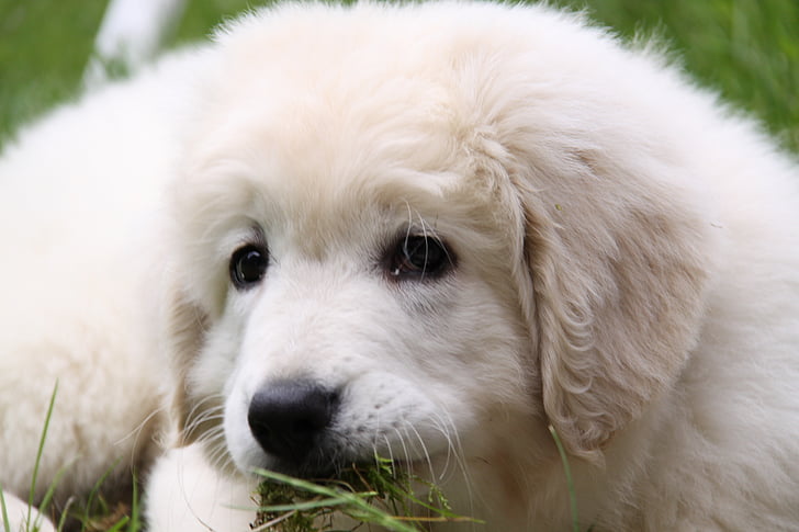 gos, blanc, Berger, jugar, herba, valent, animal