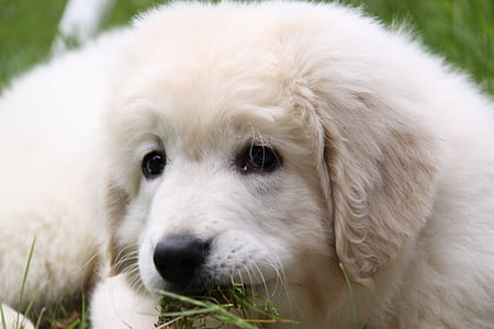 hond, wit, Berger, spelen, gras, schattig, dier