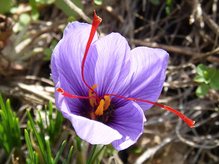 Saffron, blomst, skjønnhet, carthamus tinctorius, pistil, natur, dag