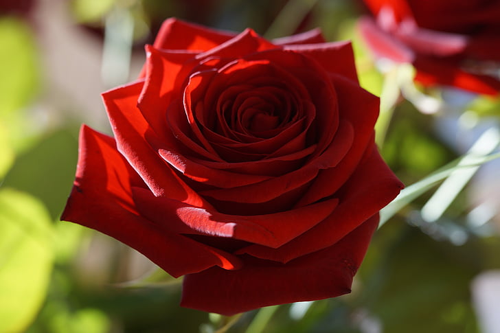 Rose, rouge, rose rouge, fleur, Blossom, Bloom, floraison rose