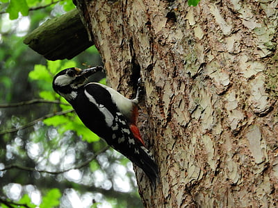 woodpecker, forest, bird, nature, great spotted woodpecker, tree, feeding
