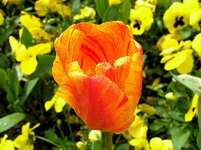 tulip, blossom, bloom, flower, plant, nature, fire orange