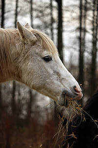 con ngựa, nấm mốc, cỏ khô, ăn, Thoroughbred ả Rập, Stallion, ngựa đầu