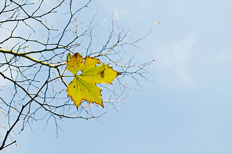 last, yellow, leaf, branch, branches, tree, nature
