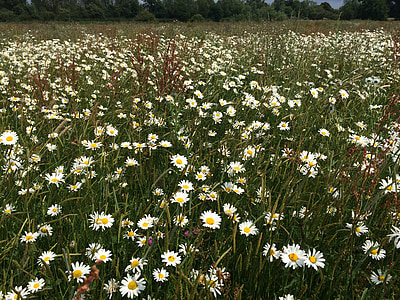 daisies, field, flowers, oxeye daisies, ox-eye daisies, common daisies, dog daisy
