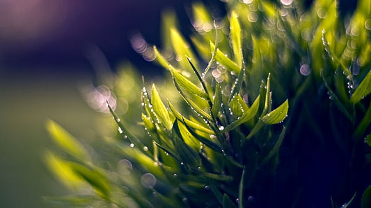 dew, plant, green, nature, spring, summer, water