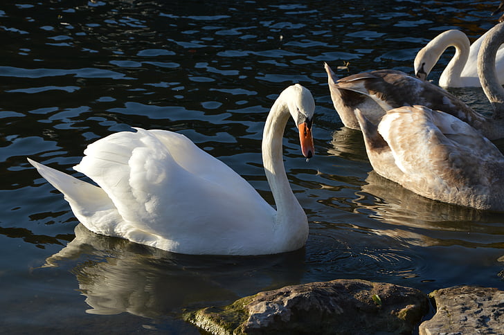 swan, isar, swans, white swan