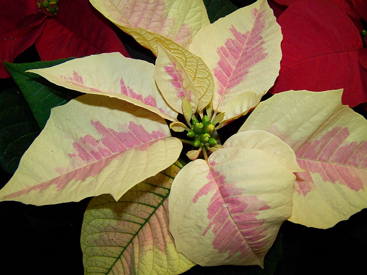 jõulutähega, valge-roosa versioon, kapseldatud taim