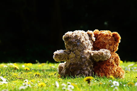 Teddy, Kærlighed, romantisk, hengivenhed, bjørne, Nuttet, venskab