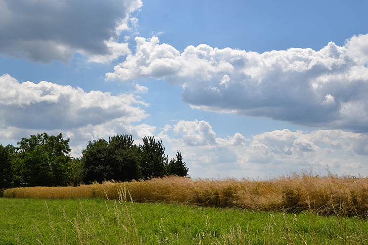 clouds, summer, field