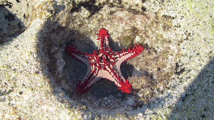 Starfish, Mar, rood, Mozambique, broody