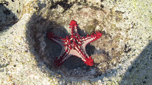 con sao biển, Tháng ba, màu đỏ, Mozambique, broody