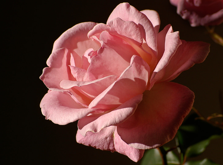 rose, bloom, flower, pink, garden, petal