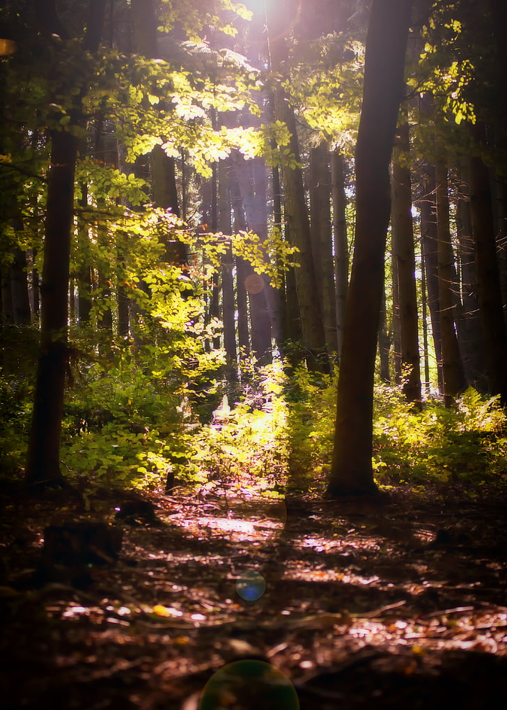 miško, Sunbeam, laukymė, rudenį, Gamta, rudens miško, morgenstimmung