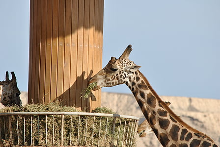 girafa, safári, África, África do Sul, cabelo, manchado, animal