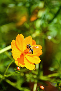 flor, abella, insecte, pol·len, mel, natura, macro