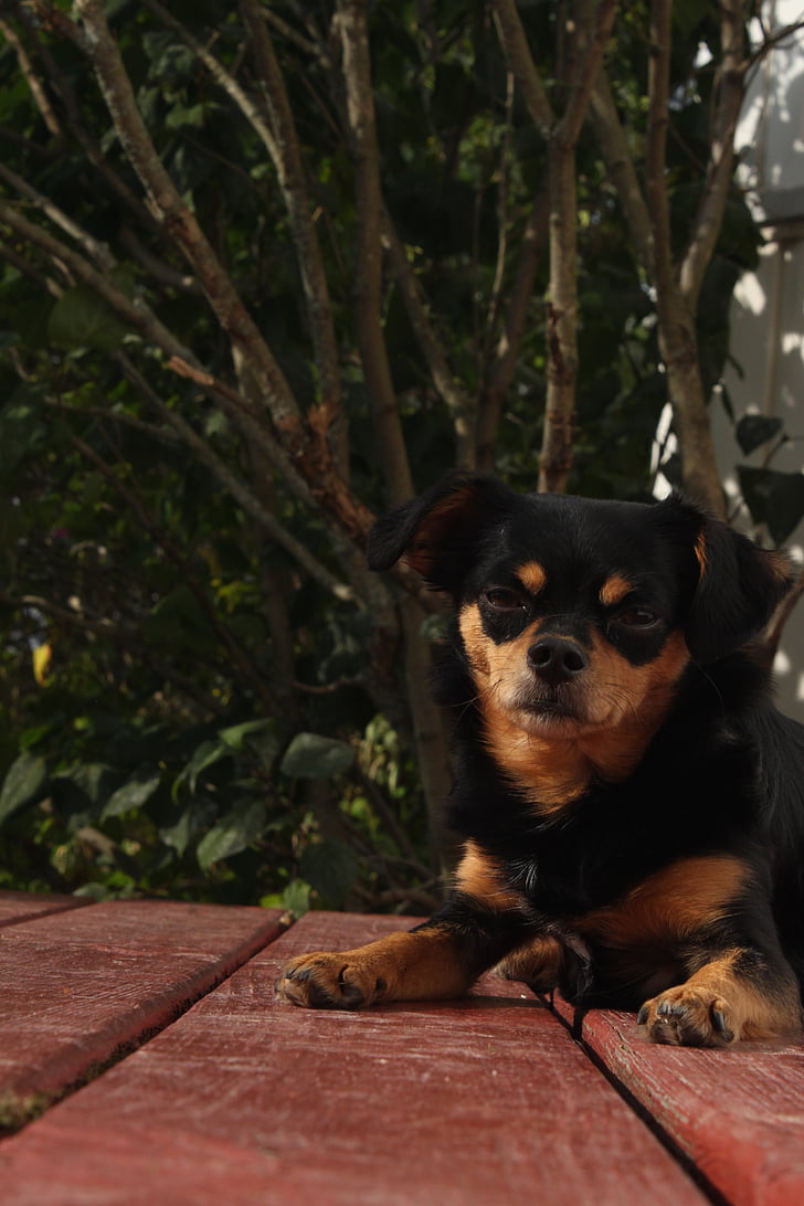 pas, mali pas, Chihuahua, Chihuahua križ, Chihuahua mix, crno smeđa, Crni smeđi pas