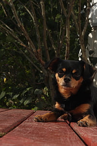 câine, caine de talie mica, Chihuahua, Chihuahua cruce, Chihuahua mix, negru maro, câine negru maro