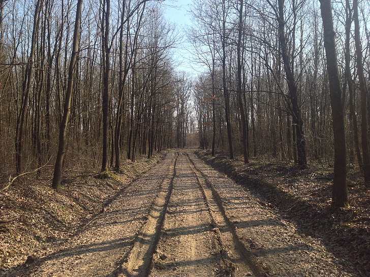 spring, road, dusty road, muddy road, dirt road, forest, nature