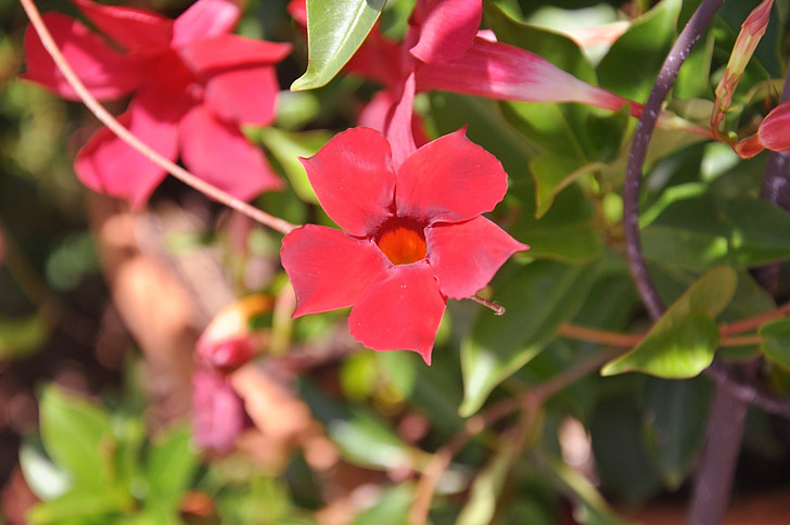 flower, colorful, garden, nature