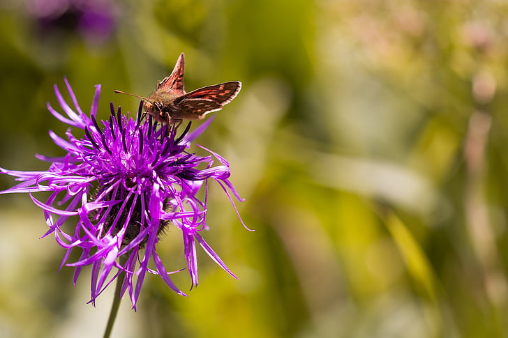 hesperia comma, skipper, butterfly, insect, nature, flight insect, close