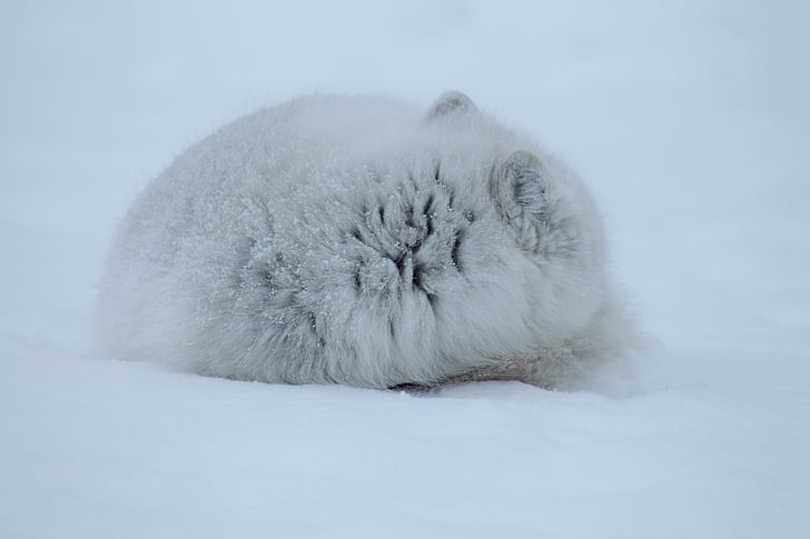 Fox, Arktida, savec, volně žijící zvířata, masožravec, polární liška, obratlovců
