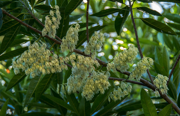 màu xanh quandong, Elaeocarpus augustifolius, cây, Blossom, lá, Hoa, chuông