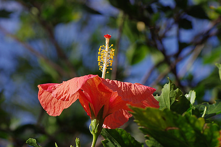 hibiscus, blossom, bloom, mallow, malvaceae, perspective, close