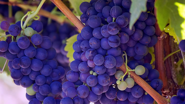 grapes, fruits, vines, purple, healthy, food, grape