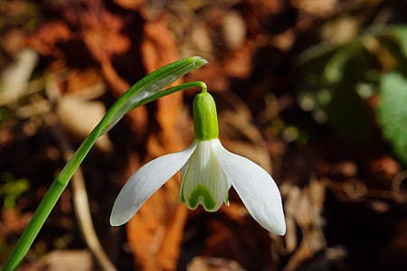 bloom, blossom, bud, calyx, close-up, common snowdrop, flower