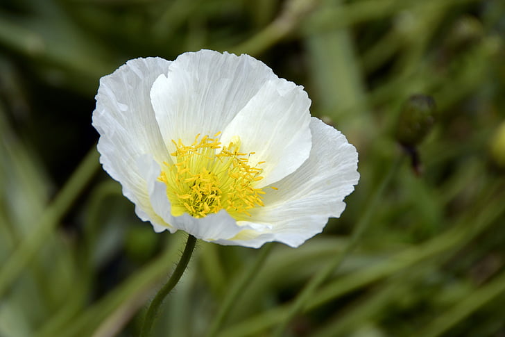 Klatschmohn, flores, amapola, Blanco, flor de amapola, naturaleza, primavera