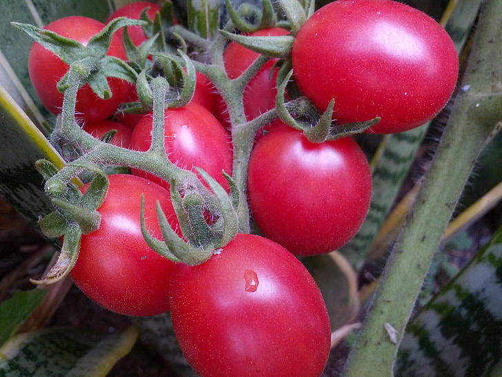 tomat, tomat organik