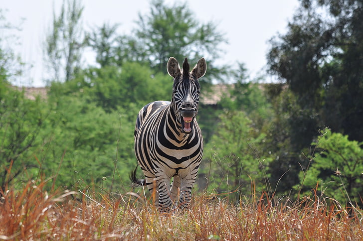 lachende zebra, dieren in het wild, natuur, Zebra, dier, gestreept, Afrika