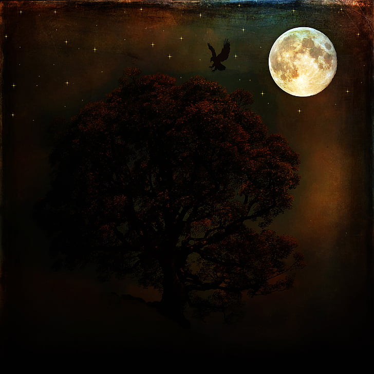 คืน, พระจันทร์เต็มดวง, ดวงจันทร์, สีเข้ม, แสงจันทร์, ต้นไม้, กา