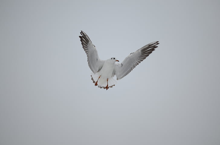 seagull, flight, bird, fly, animal, wing, in flight