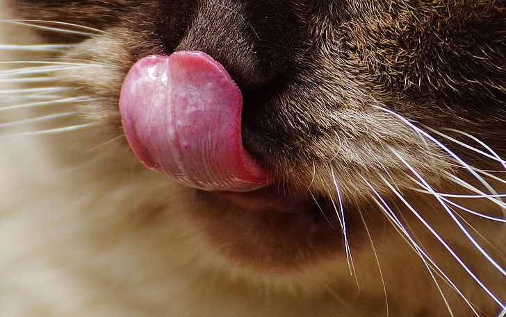 kat, Britse korthaar, snuit, tong, grappig, volbloed, bont