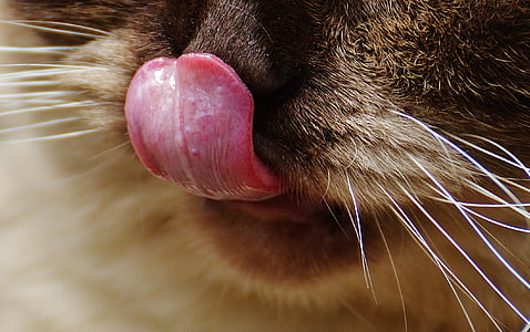 katt, Brittiskt Korthår, nos, tungan, Rolig, fullblod, päls