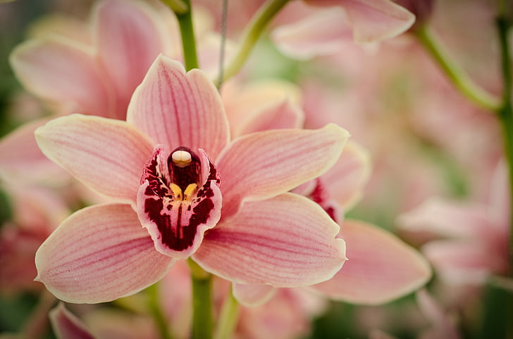 орхідея, квітка, цвітіння, Природа, Квіткові, рожевий, прикраса