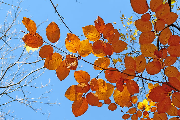 follaje, naturaleza, caída, hojas, luz, contraste, colorido