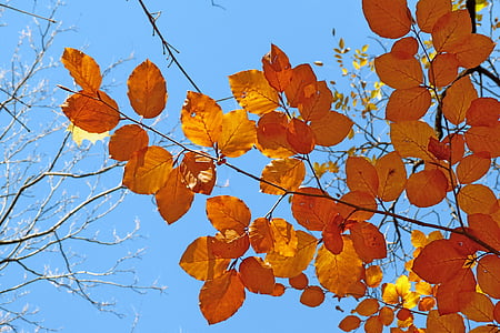 tán lá, Thiên nhiên, mùa thu, lá, ánh sáng, độ tương phản, đầy màu sắc