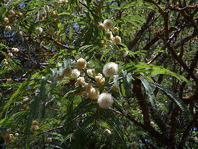 Mimosa, Acacia, árbol, planta Mimosa, bola, flor, floración
